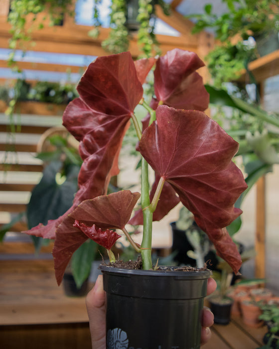 Begonia 'Cracklin Rosie' - 4" (SALE)