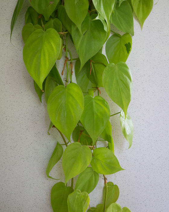 Lemon Heartleaf Philodendron  - 6" (3 FT) (Pick Up Only)