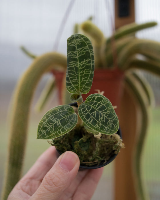 Macodes Petola 'Lightning Jewel Orchid' - 2"
