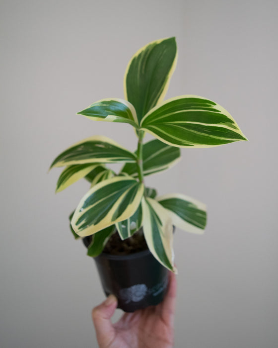 Cheilocostus Speciosus 'Variegatus' Crepe Ginger - 4"