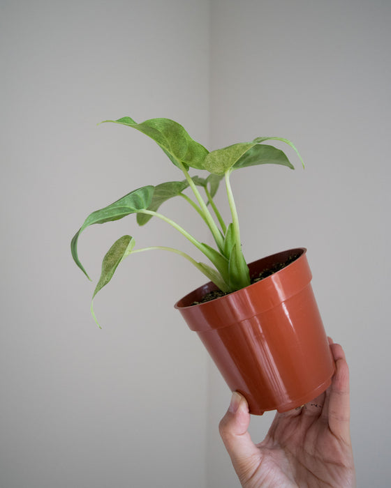 Alocasia Cucullata 'White Marble' - 4"