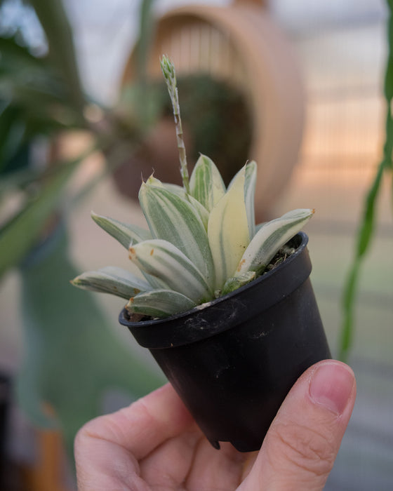 Haworthia Retusa 'Variegata' - 2"