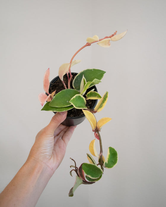 Hoya Krimson Queen - 4"