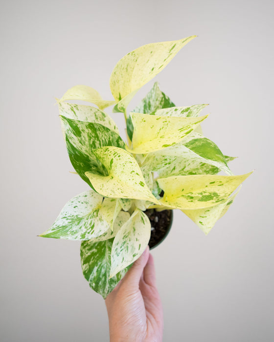Pothos Snow Queen- 4"