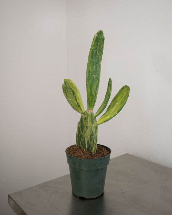 Opuntia Cochenillifera 'Variegata' - 6" (Pick Up Only)