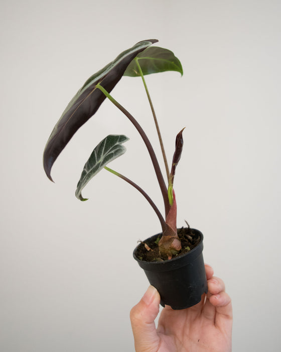 Alocasia Longiloba 'Watsoniana Red Vein' - 2"