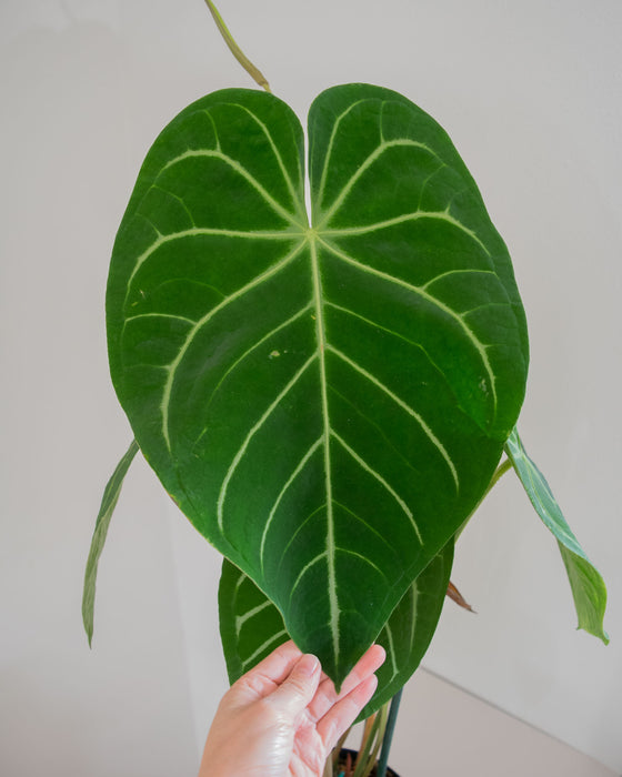 Anthurium Magnificum - 8" (Pick Up Only)(3' Tall)