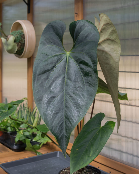 Anthurium Magnificum x Nigrolaminum 6" (Pick Up Only)