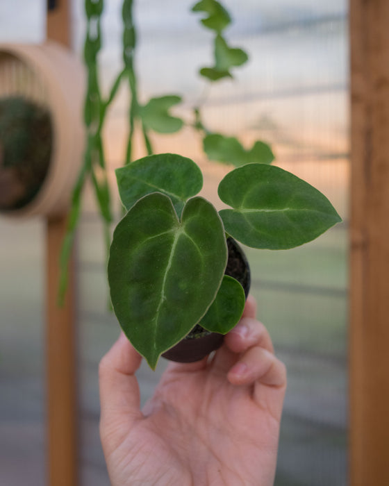 Anthurium 'King of Spades' - 2"