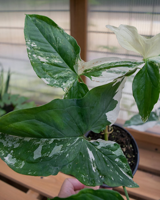 Syngonium 'Albo Variegated' - 4"