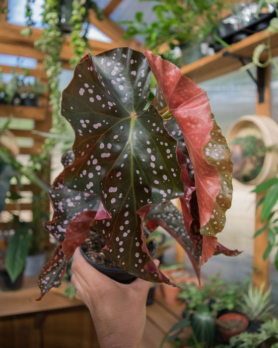 Begonia 'Cracklin Rosie' - 4" (SALE)