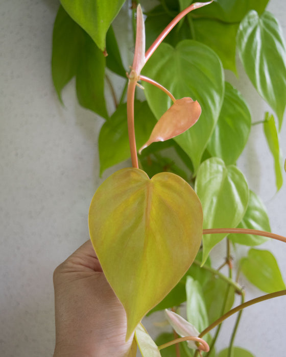 Lemon Heartleaf Philodendron  - 6" (3 FT) (Pick Up Only)