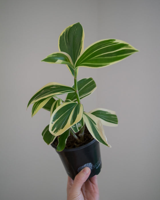 Cheilocostus Speciosus 'Variegatus' Crepe Ginger - 4"