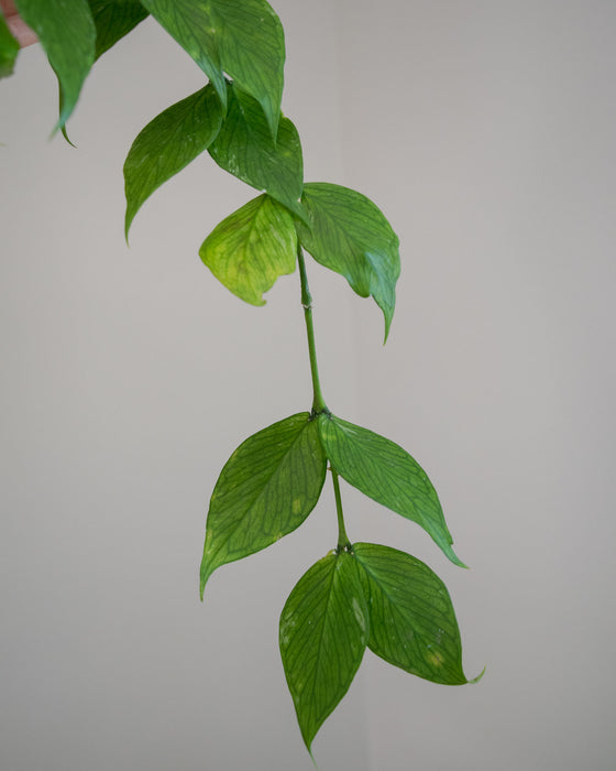 Hoya Polyneura - 4"