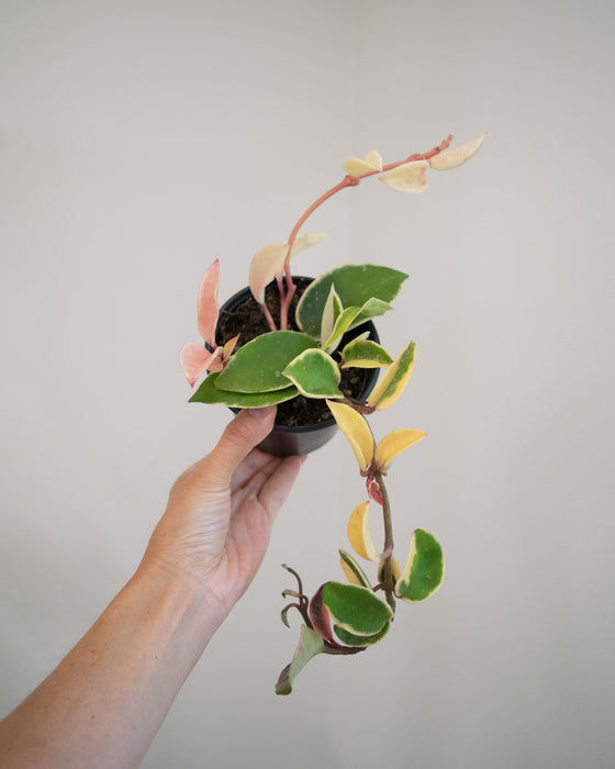 Hoya Krimson Queen - 4"