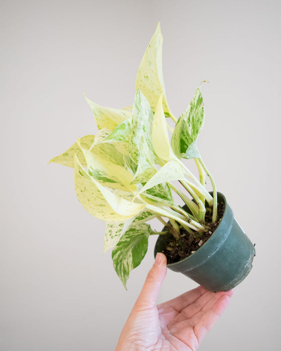 Pothos Snow Queen- 4"