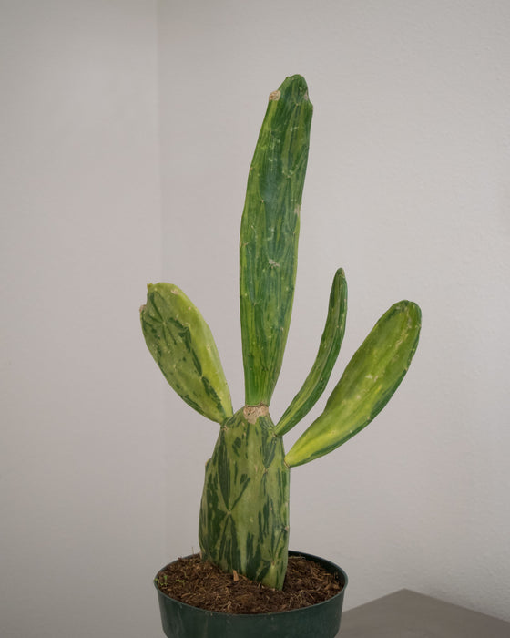 Opuntia Cochenillifera 'Variegata' - 6" (Pick Up Only)