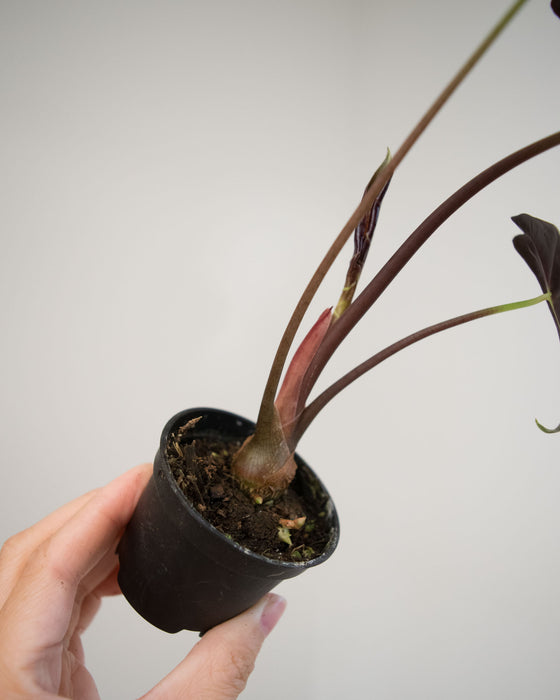 Alocasia Longiloba 'Watsoniana Red Vein' - 2"