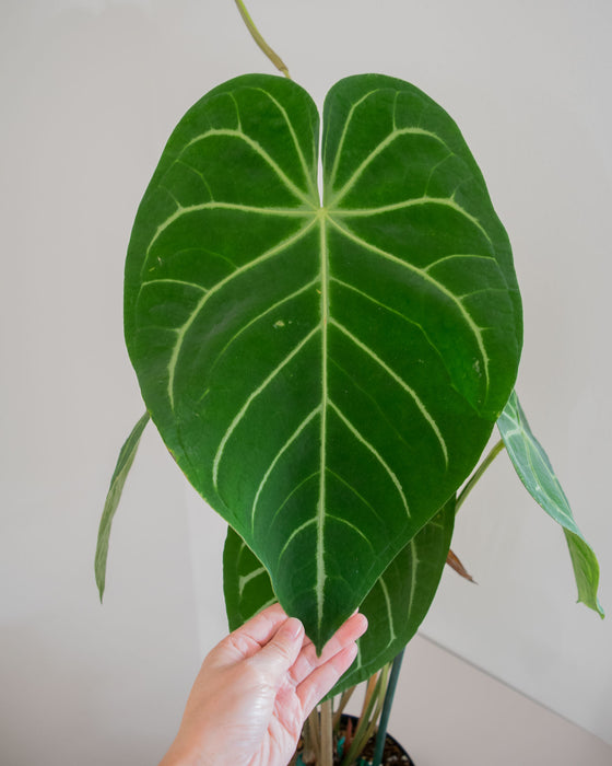 Anthurium Magnificum - 8" (Pick Up Only)(3' Tall)