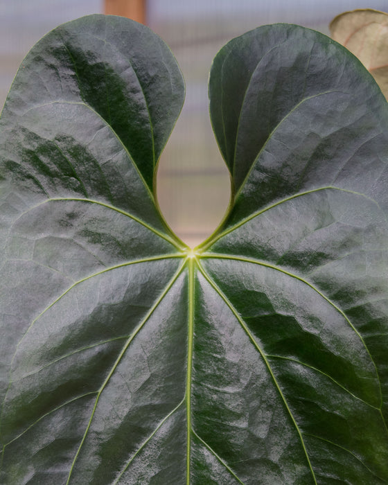 Anthurium Magnificum x Nigrolaminum 6" (Pick Up Only)