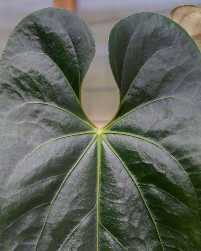 Rare Houseplants