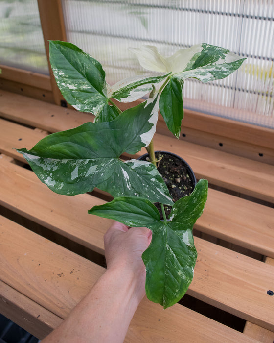 Syngonium 'Albo Variegated' - 4"