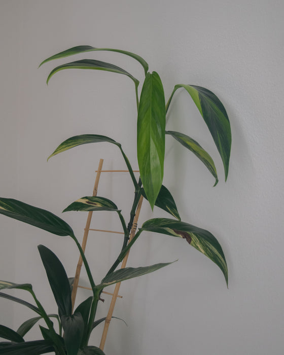 Epipremnum Amplissimum 'Variegata' - 6" (Pick Up Only)