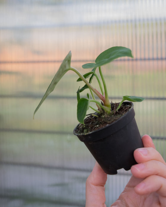 Anthurium 'King of Spades' - 2"