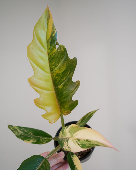 Philodendron 'Caramel Marble' - 4"