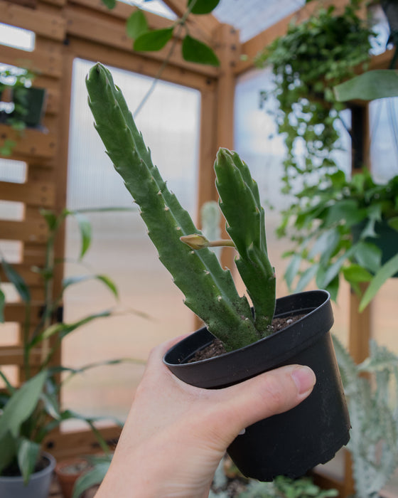 Stapelia Hirsuta- 4"