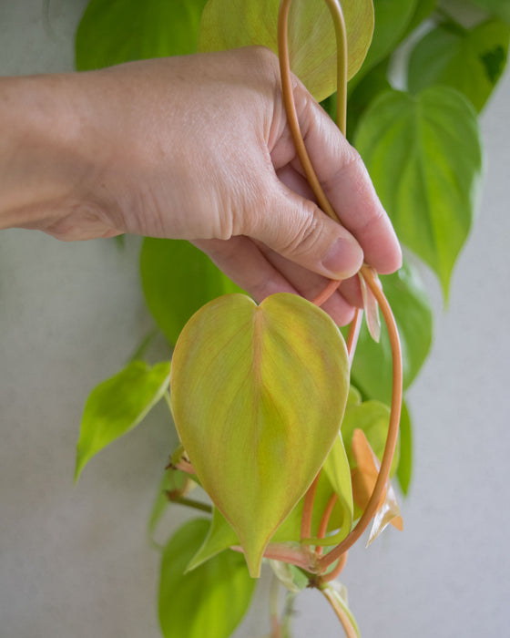 Lemon Heartleaf Philodendron  - 6" (3 FT) (Pick Up Only)