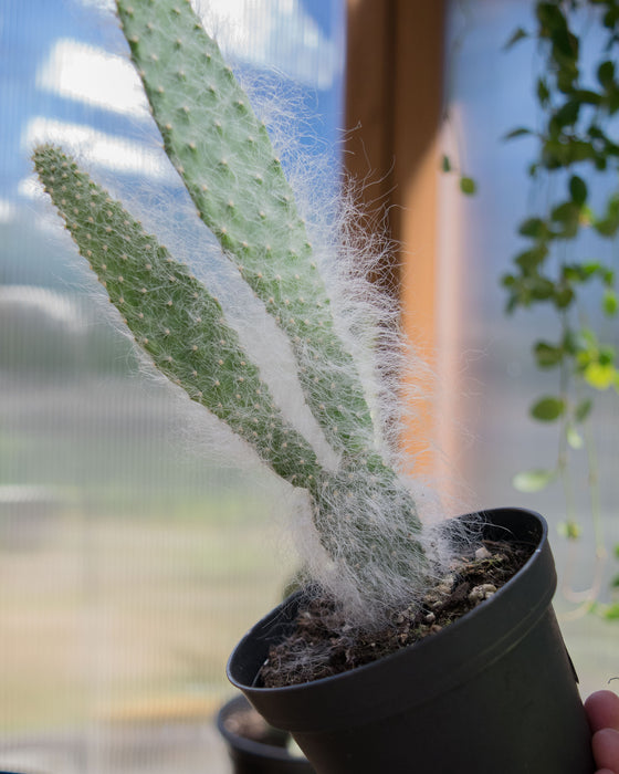 Opuntia Pailana 'Wooly Pads' - 4"