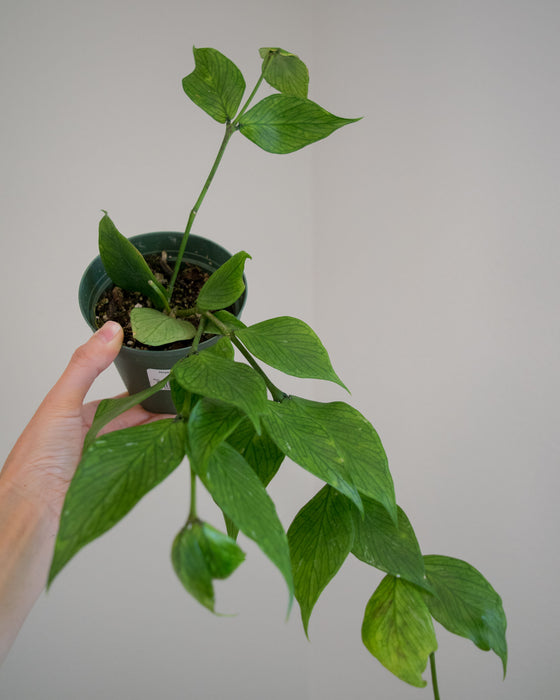 Hoya Polyneura - 4"