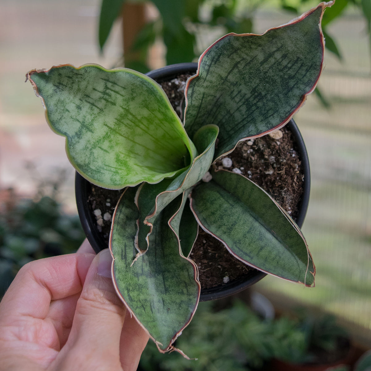 sansevieria kirkii care Sansevieria Kirkii