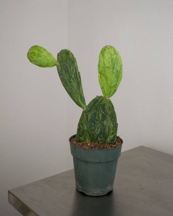 Opuntia Cochenillifera 'Variegata' - 6" (Pick Up Only)