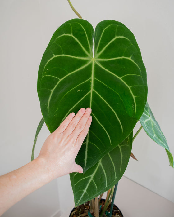 Anthurium Magnificum - 8" (Pick Up Only)(3' Tall)