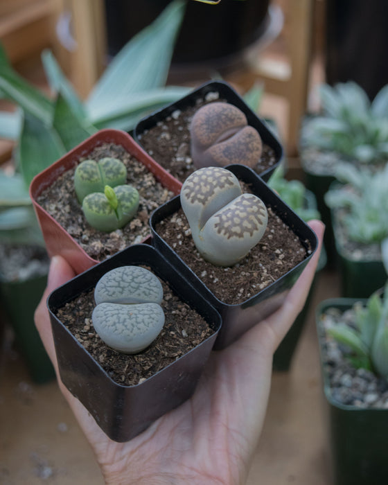 Assorted Lithops - 2"