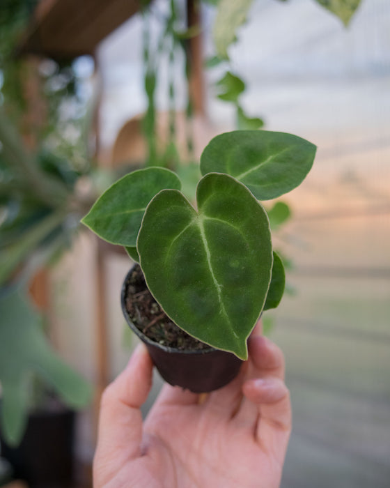 Anthurium 'King of Spades' - 2"