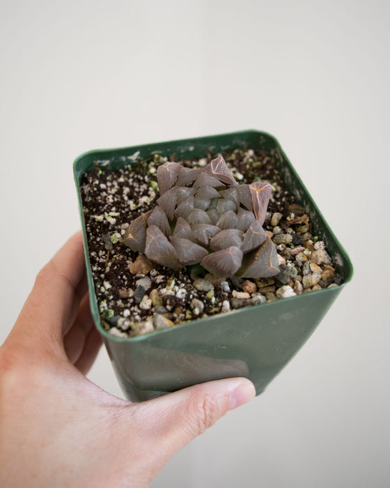 Haworthia Obtusa 'Crystals' - 4"