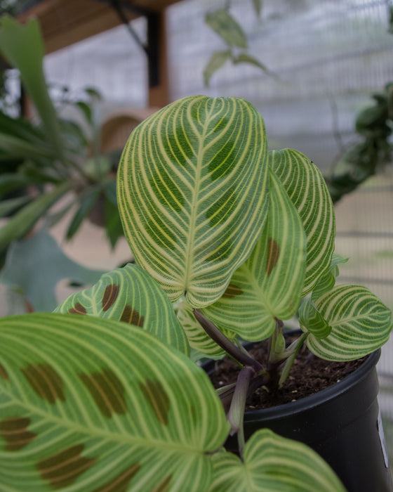 Maranta Leuc' 'Fantasy' - 4"