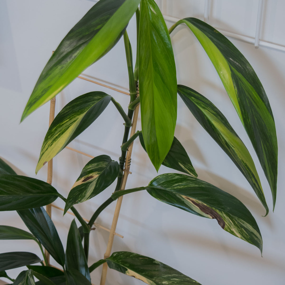 amplissimum variegata Epipremnum Amplissimum 'Variegata'