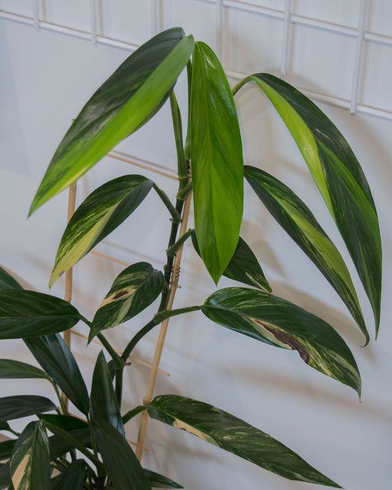 Epipremnum Amplissimum 'Variegata' - 6" (Pick Up Only)