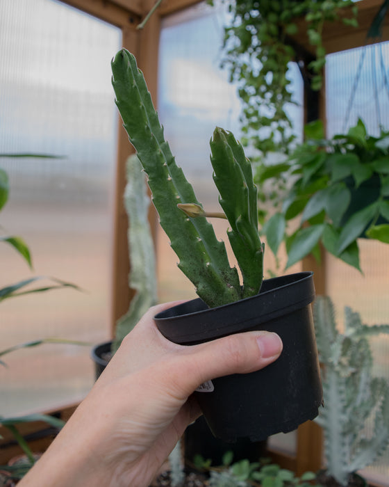 Stapelia Hirsuta- 4"