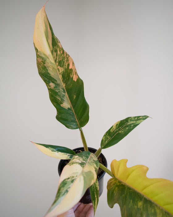 Philodendron 'Caramel Marble' - 4"