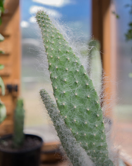 Opuntia Pailana 'Wooly Pads' - 4"
