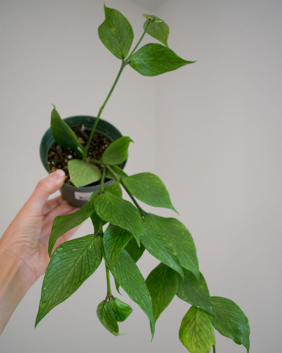 Hoya Polyneura - 4"