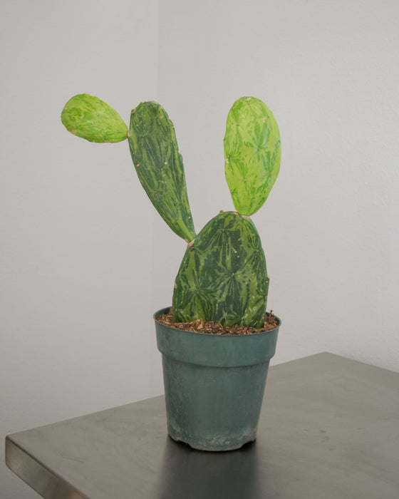Opuntia Cochenillifera 'Variegata' - 6" (Pick Up Only)