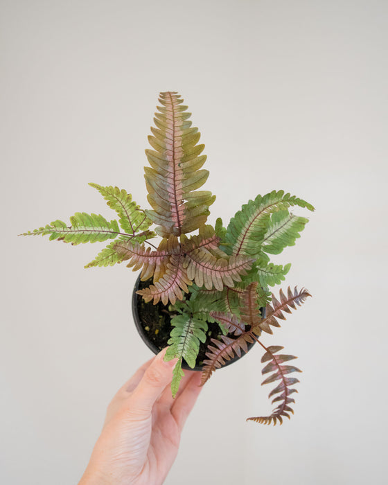 Pteris Aspericaulis 'Tricolor' - 4"