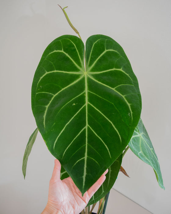 Anthurium Magnificum - 8" (Pick Up Only)(3' Tall)