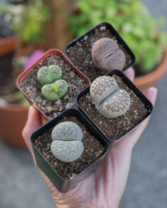 Assorted Lithops - 2"